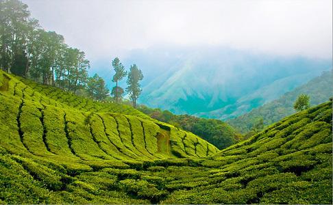 Munnar Dreams Hotell Eksteriør bilde